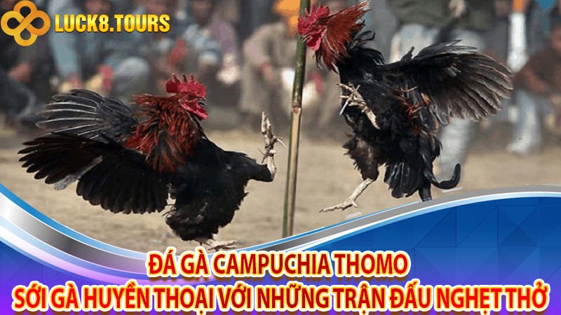 Đá gà Campuchia Thomo - Sới gà huyền thoại với những trận đấu nghẹt thở