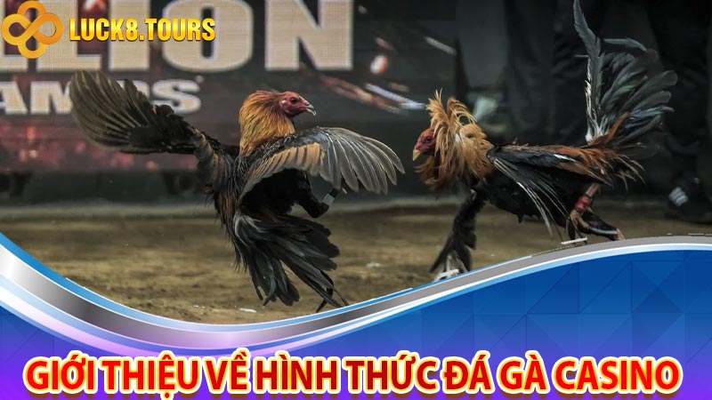 Giới thiệu về hình thức đá gà casino 