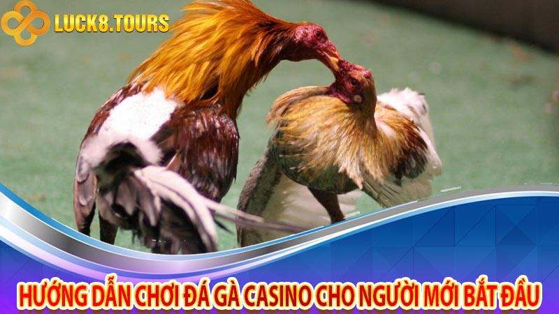 Hướng dẫn chơi đá gà casino cho người mới bắt đầu