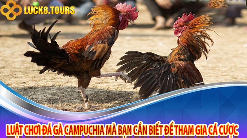 Luật chơi đá gà Campuchia mà bạn cần biết để tham gia cá cược