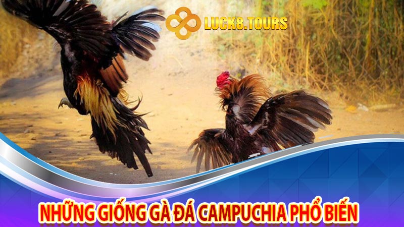 Những giống gà đá Campuchia phổ biến  