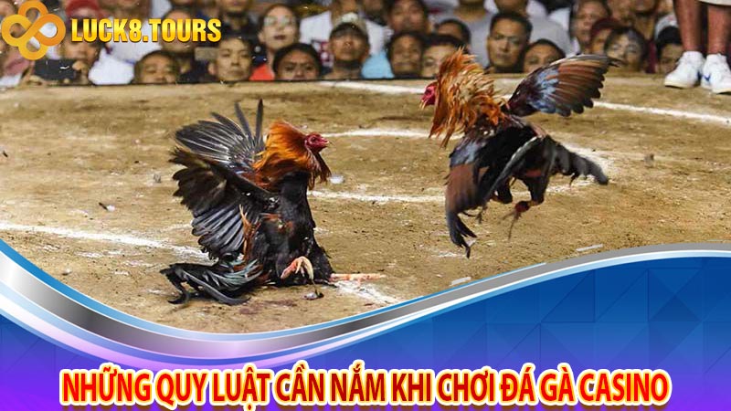 Những quy luật cần nắm khi chơi đá gà casino